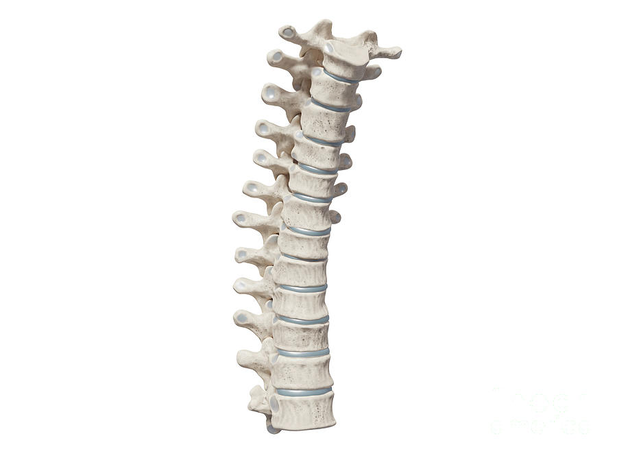Anatomical Photograph - Thoracic Spine #2 by Medical Graphics/michael Hoffmann/science Photo Library