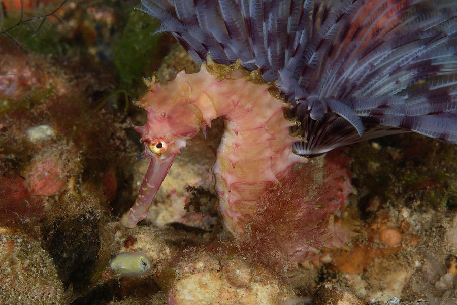 Thorny Seahorse #2 Photograph by Andrew Martinez