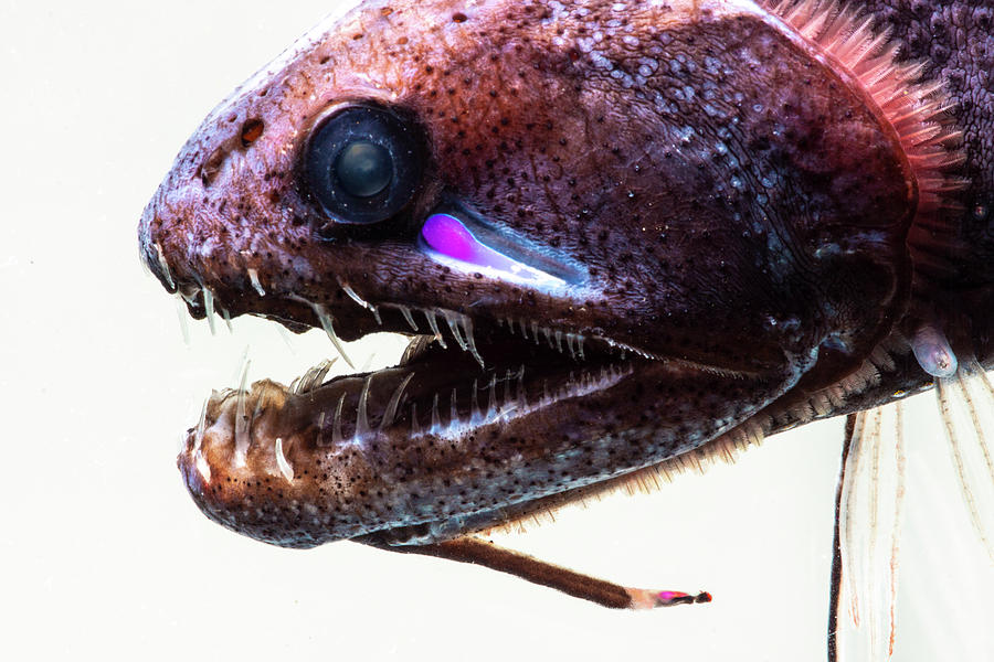 Fish Photograph - Threadfin Dragonfish, Echiostoma #2 by Dante Fenolio