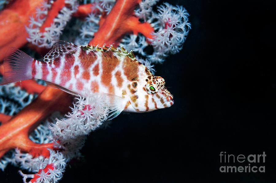 Fish Photograph - Threadfin Hawkfish #2 by Georgette Douwma/science Photo Library