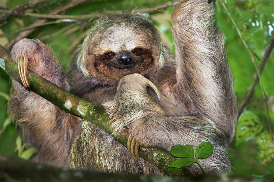 Costa Rica Sloth - Complete guide on how & where to see Sloths in Costa ...