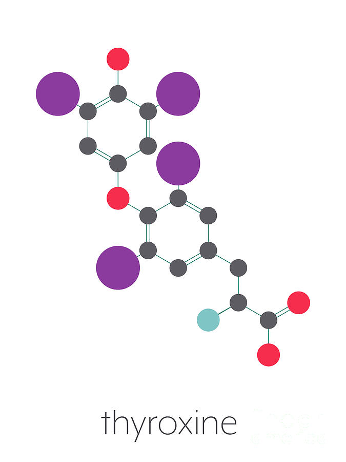 Thyroxine Thyroid Hormone Molecule Photograph by Molekuul/science Photo ...