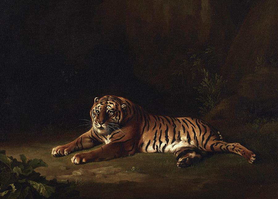 George Stubbs Painting - Tiger #2 by George Stubbs