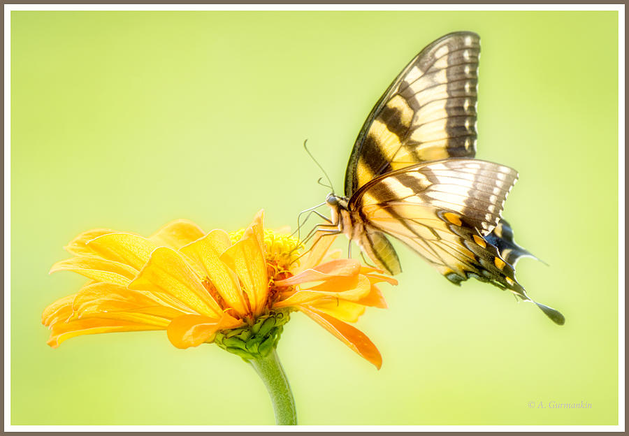 Tiger Swallowtail Butterfly, Zinnia Flower #2 Photograph by A Macarthur Gurmankin