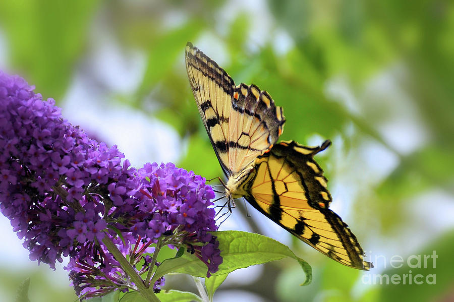 Tiger Swallowtail by Elaine Manley Tiger Swallowtail by Elaine Manley