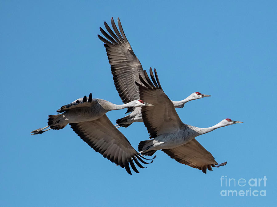 Tight Formation by Mike Dawson Tight Formation by Mike Dawson