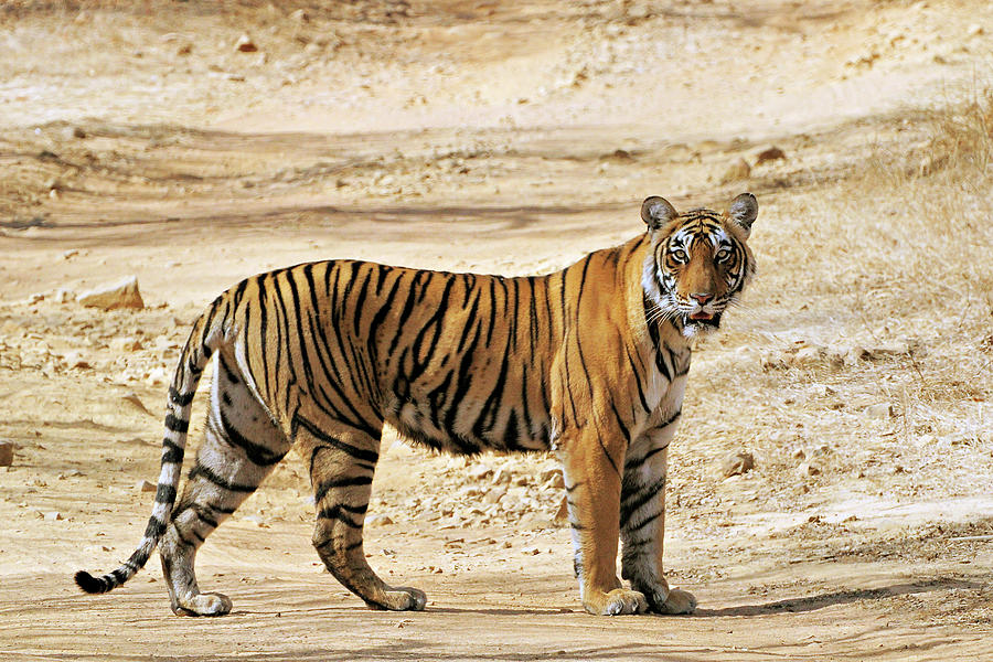 Tigress #2 Photograph by Copyright@jgovindaraj