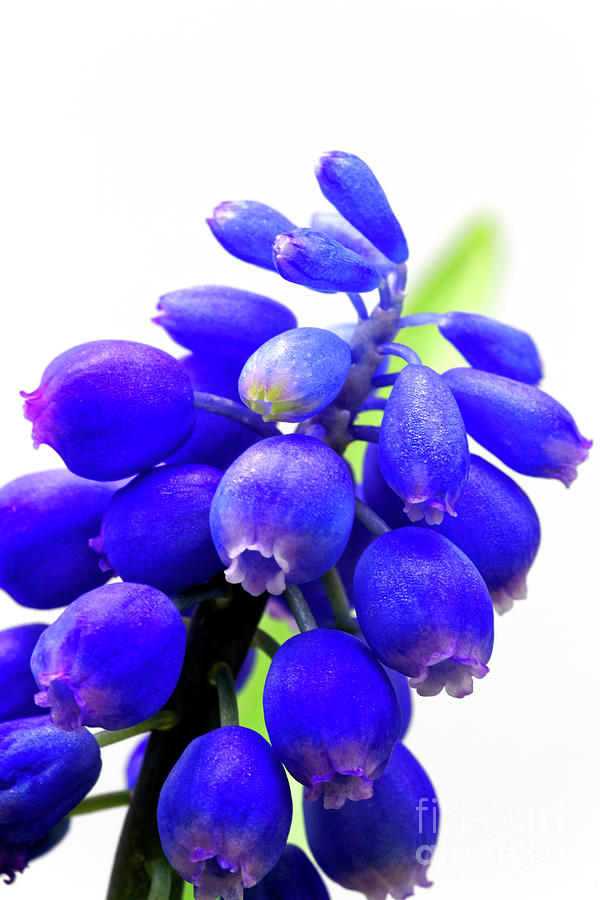 blue bell flower cluster Grape hyacinth Photograph