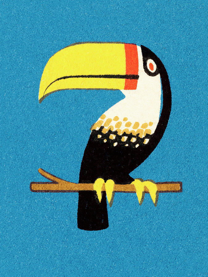 Toucan Drawing - Toucan #2 by CSA Images