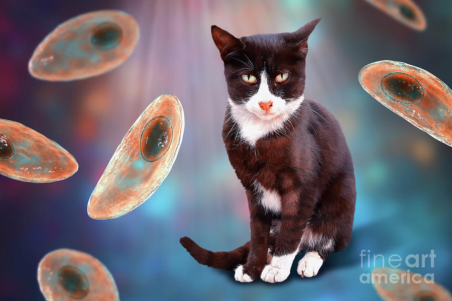 Toxoplasma Gondii Parasites And Cat Photograph by Kateryna Kon/science