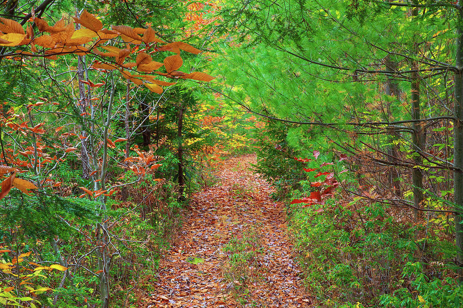 Trail Through A Autumn Forerst #2 Photograph by Michael Gadomski
