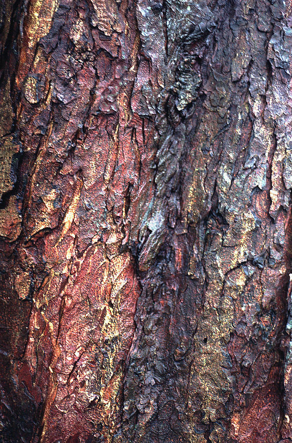 Tree Bark #2 Photograph by John Foxx