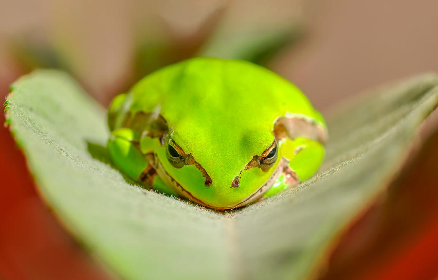 Wildlife Photograph - Treefrog #2 by Mustafa ztrk