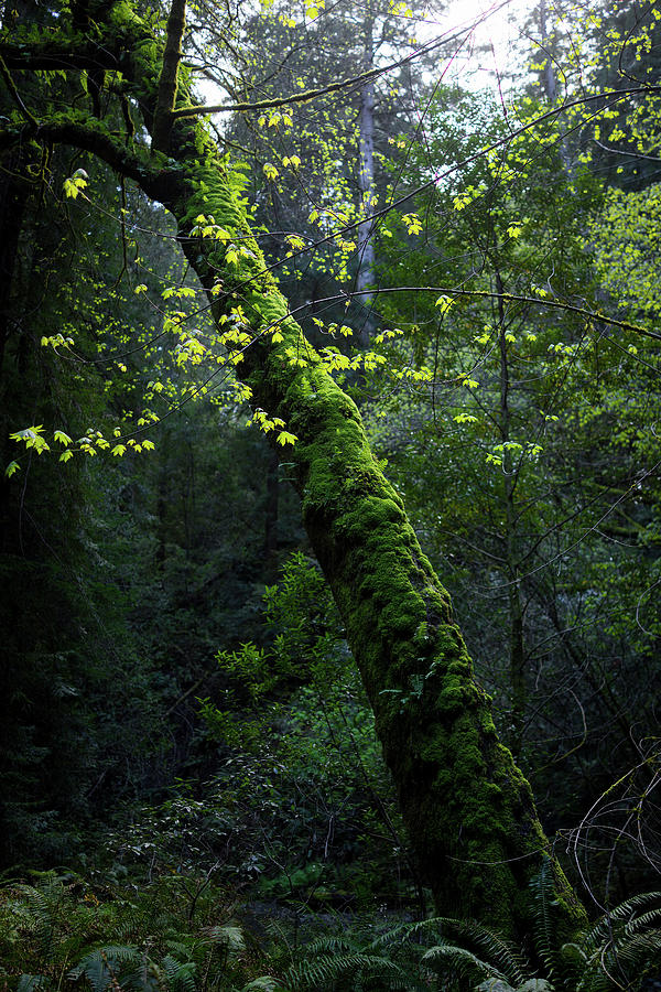Trees And Plants Growing In Forest Photograph by Cavan Images Fine Art America