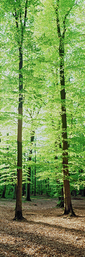 Vertical Photograph - Trees In A Forest, Germany by Panoramic Images Vertical Photograph - Trees In A Forest, Germany by Panoramic Images