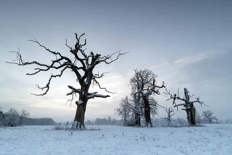 Trees In The Fog On A Winter Morning. Landscape On A Frosty Morning. #2 Photograph by Robert P?ciennik