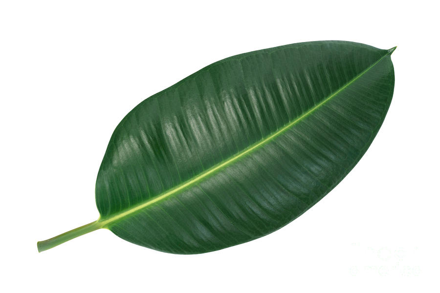 https://images.fineartamerica.com/images/artworkimages/mediumlarge/2/2-trendy-tropical-leaf-wdnet-studio.jpg