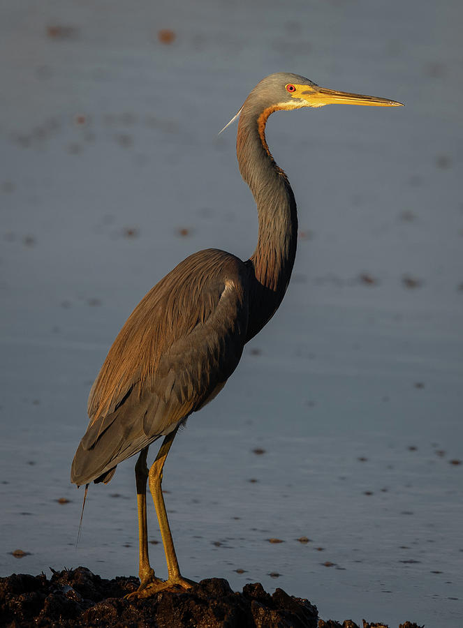 Tri Color Heron by Kenny Nobles Tri Color Heron by Kenny Nobles