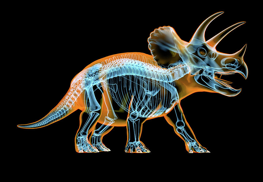 Dinosaur Photograph - Triceratops Skeleton With X-ray Effect #2 by Leonello Calvetti