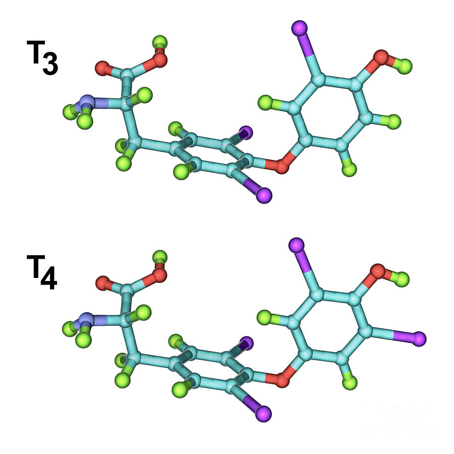 Молекула t. T3 t4 гормоны. Triiodothyronine. Molecules of Thyroid Hormones t3 and t4. T4 Hormone Starvation.