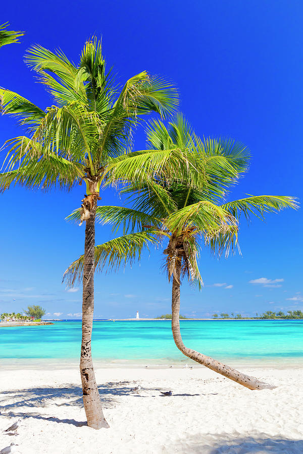 Tropical Beach With Palm Trees Digital Art by Pietro Canali