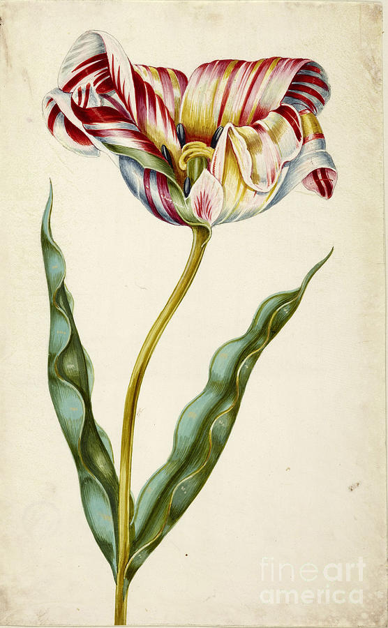 Tulip #2 Drawing by Heritage Images