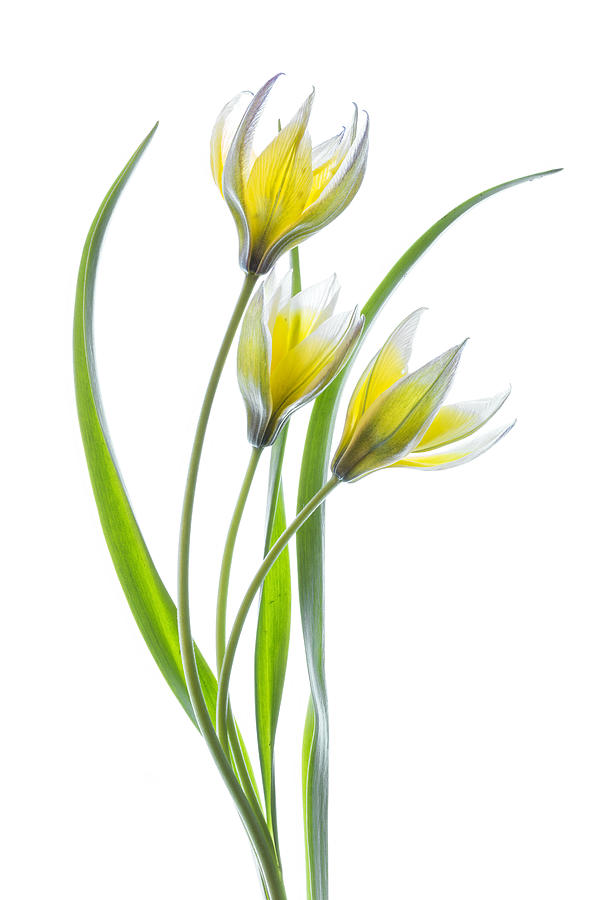 ~~tulipa~~ #2 Photograph by Mandy Disher