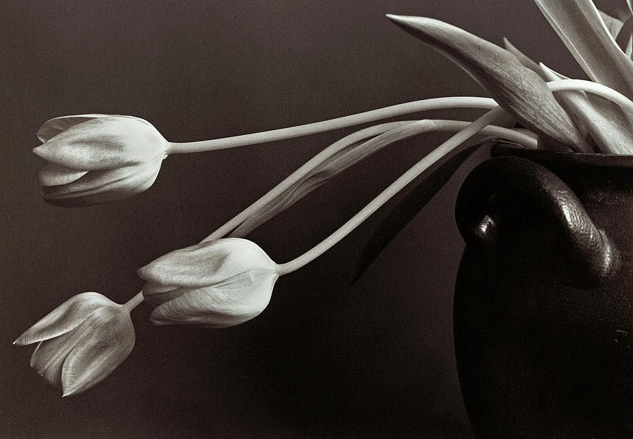 Sweden Photograph - Tulips. by Allan Wallberg.
