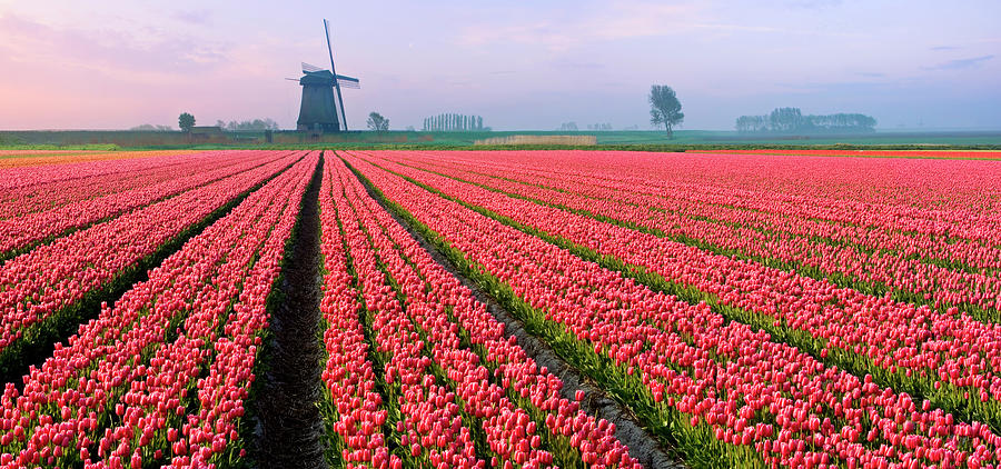 Tulips And Windmill #2 Photograph by Jacobh