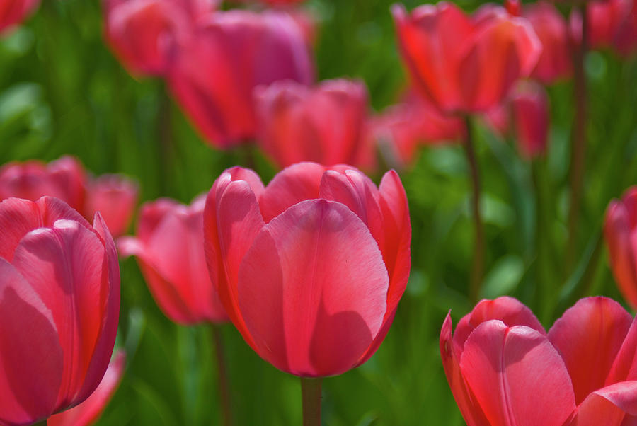 Tulips #2 Photograph by Dennis Mccoleman