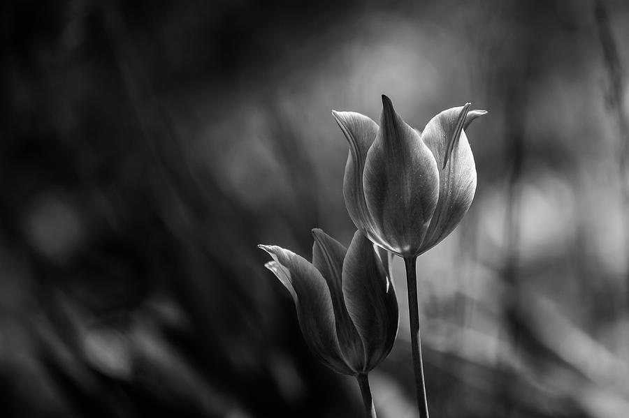 Flower Photograph - Tulips #2 by Dusan Ljubicic