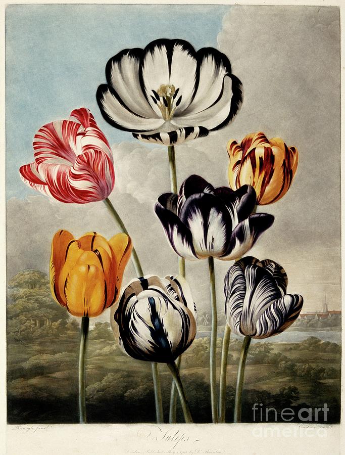 Tulips #2 Drawing by Heritage Images