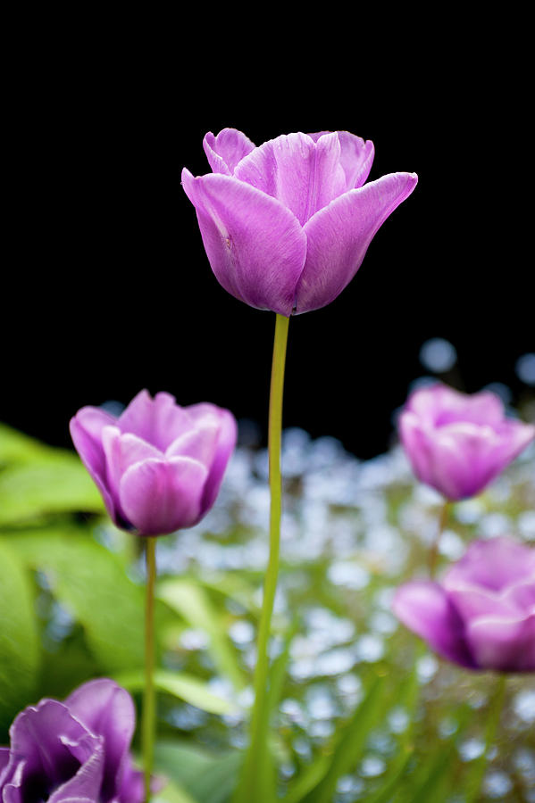 Flower Photograph - Tulips In A Garden #2 by William Reavell