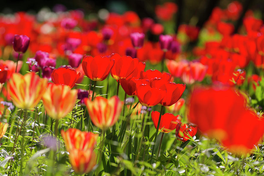 Tulips In The Garden, Hermannshof, Weinheim, Baden-wrttemberg, Germany, Europe #2 Photograph by Foto Herzig