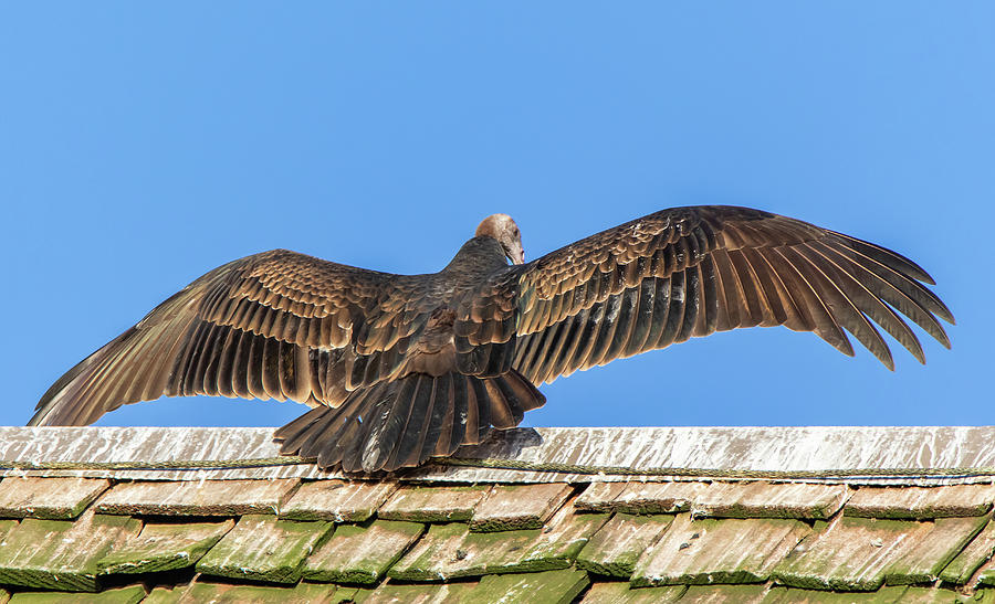 Turkey Vulture Perched on a Roof in Hueston Woods State Park, Ohio by Ami Parikh Turkey Vulture Perched on a Roof in Hueston Woods State Park, Ohio by Ami Parikh