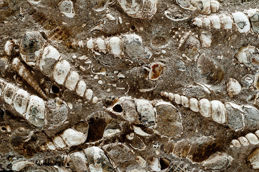 Turritella Fossils #2 Photograph by William Mullins