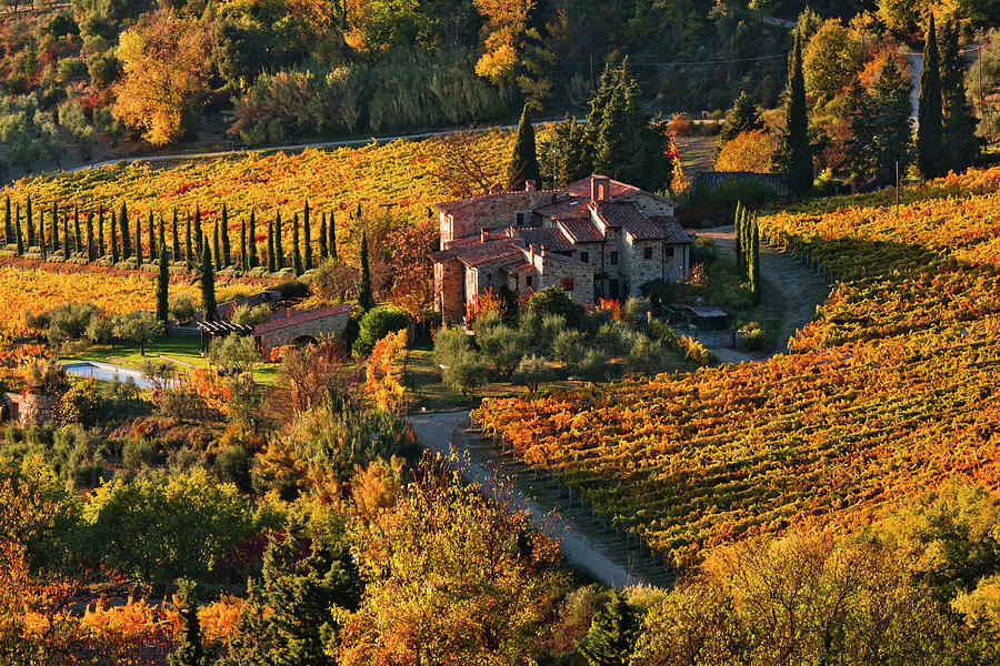 Tuscany, Sangiovese Vineyards, Italy #2 Digital Art by Olimpio Fantuz