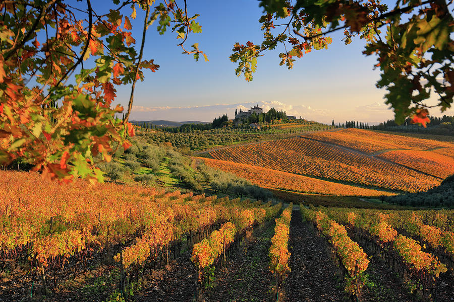 Tuscany, Vineyards In Autumn, Italy #2 Digital Art by Riccardo Spila