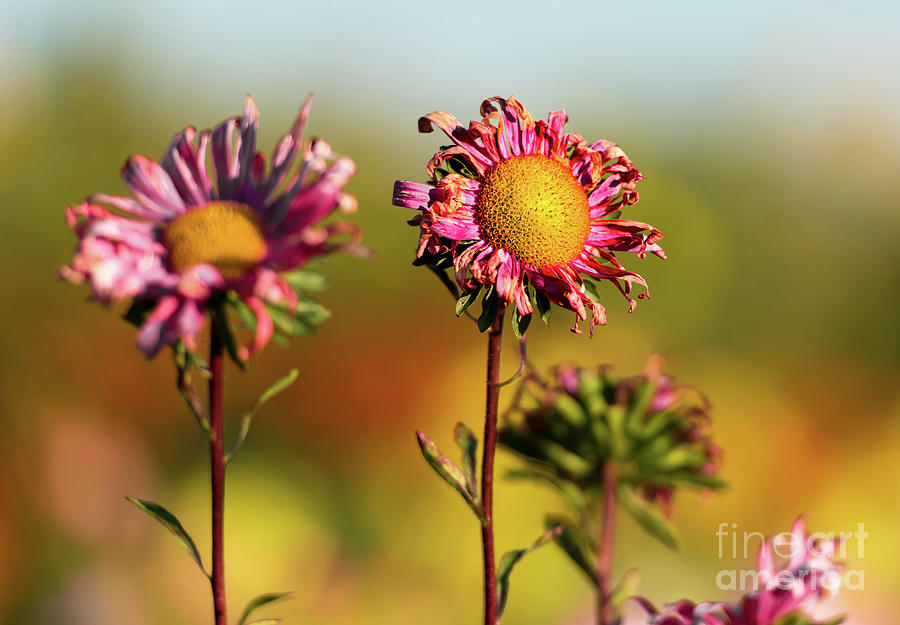 Two beautiful withered red aster blossoms sunbathing in