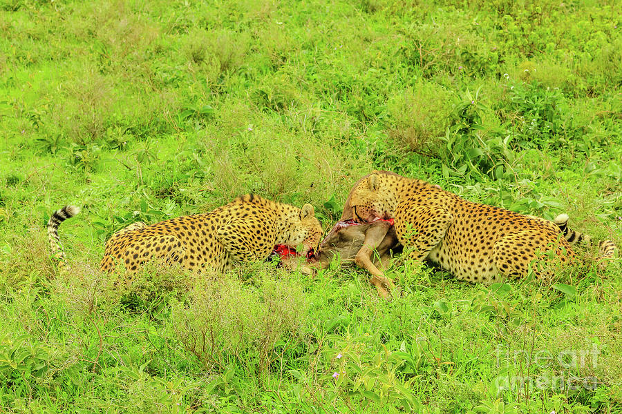 Two Cheetah eats Gnu #2 Photograph by Benny Marty
