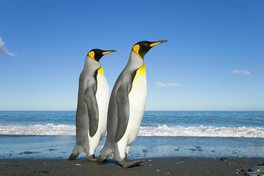 Two King Penguins Aptenodytes Photograph by Eastcott Momatiuk