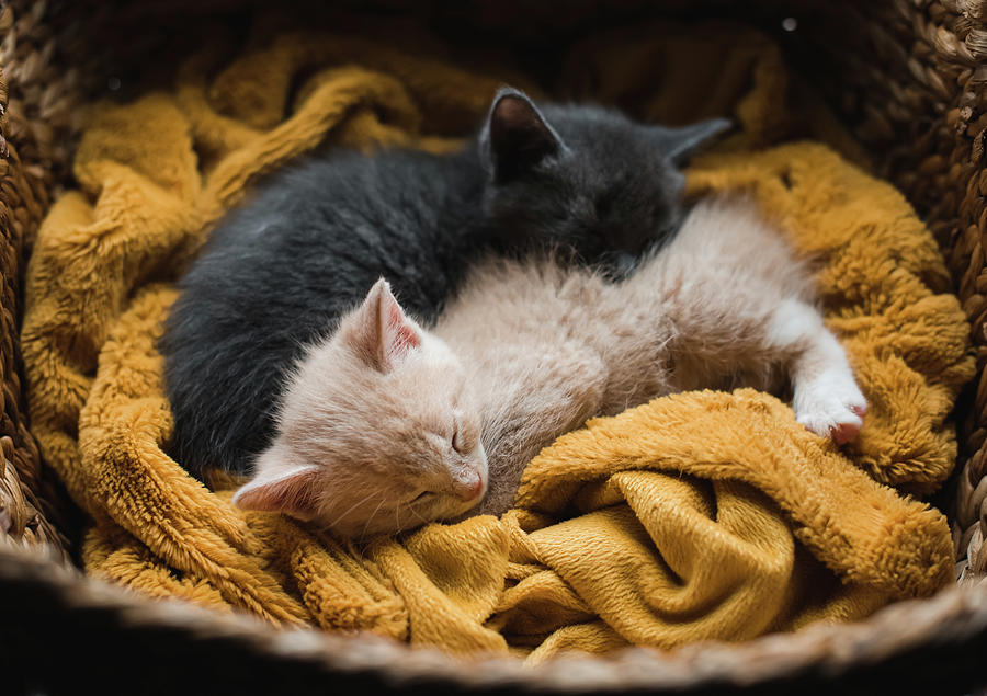 Two Kittens Curled Up Asleep Together On A Blanket In A Wicker Basket
