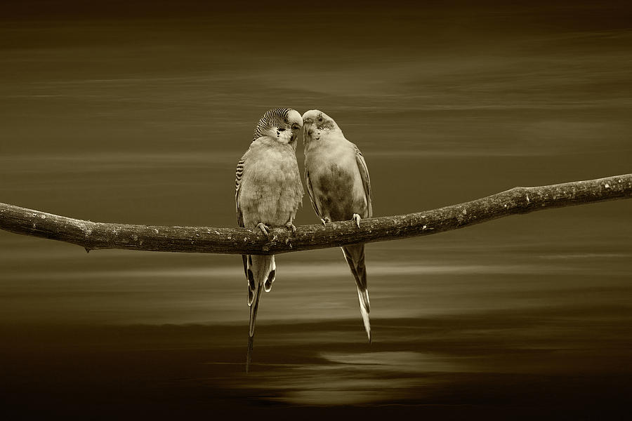 Two Love Bird Parakeets  perched out on a Tree Branch at Sunset  #2 Photograph by Randall Nyhof