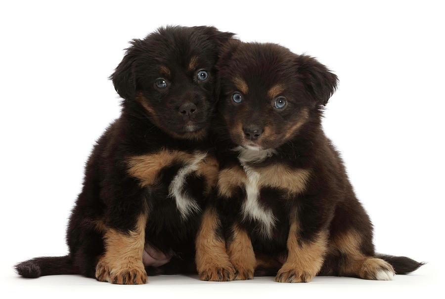 Two Mini American Shepherd Puppies, 5 #2 Photograph by Mark Taylor