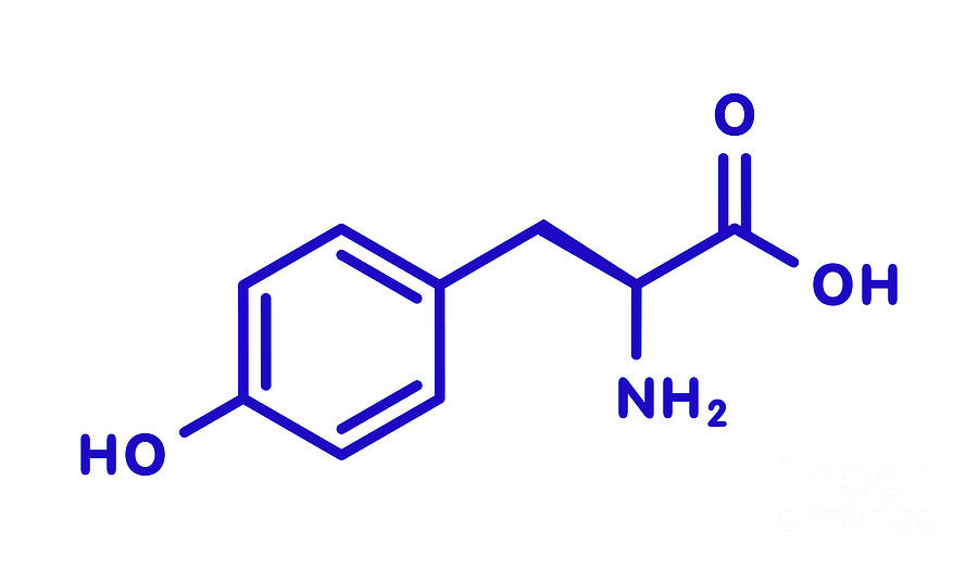 tyrosine amino acid structure