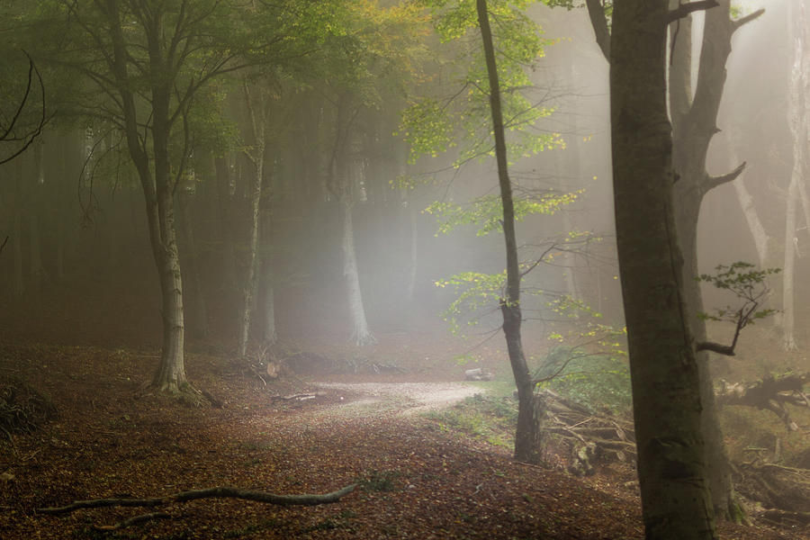 Umbra Forest Italy Photograph by Pablo Garcia - Fine Art America