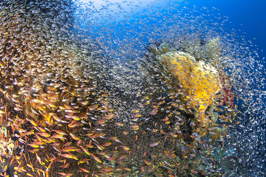 Fish Photograph - Underwater Life #2 by Barathieu Gabriel