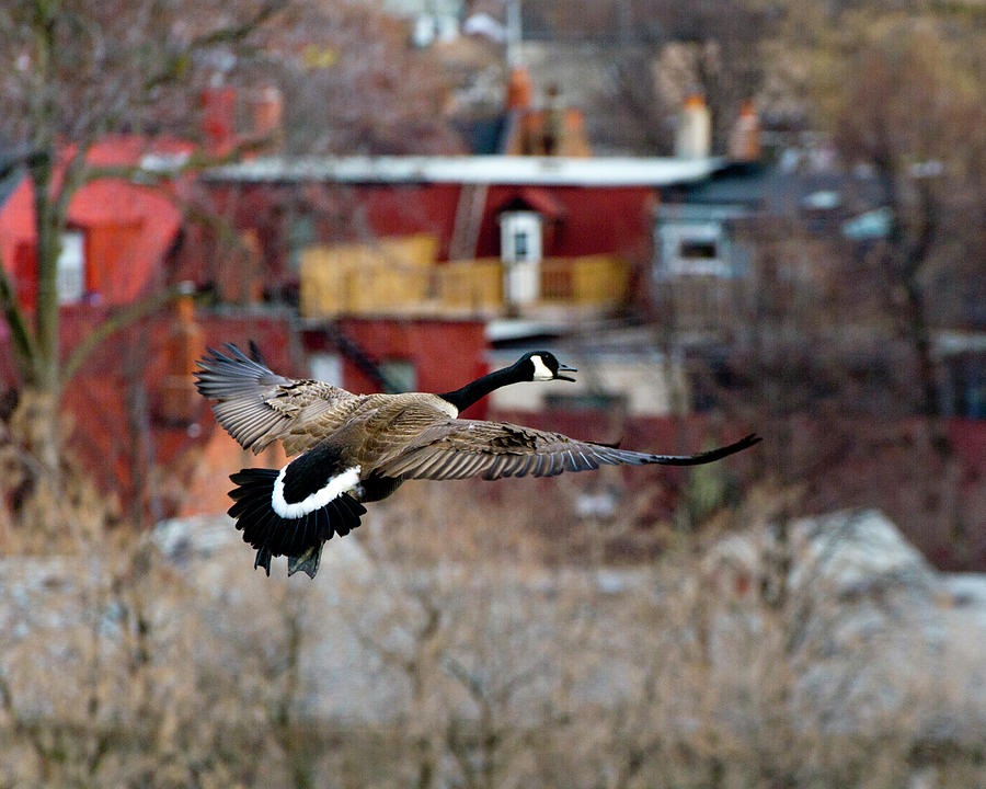 Urban Geese #2 Photograph by Jeff Ross