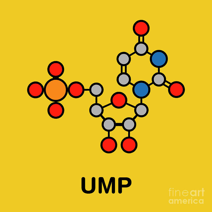 uridine monophosphate