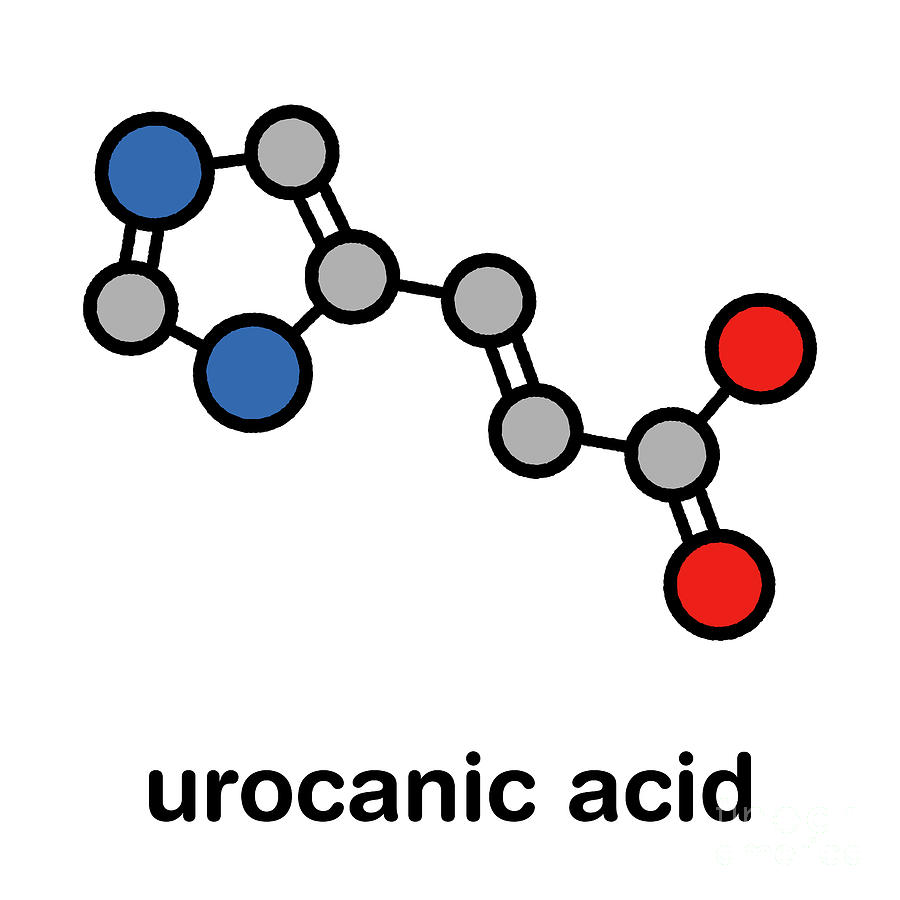 Urocanic Acid Molecule Photograph by Molekuul/science Photo Library ...